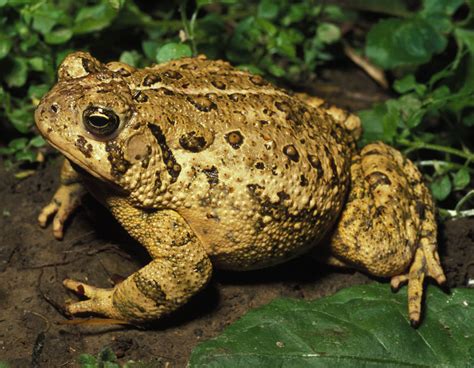 Toad and Frog Facts | Missouri Department of Conservation