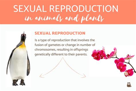 Sexual Reproduction in Animals and Plants - Comparison and Examples!