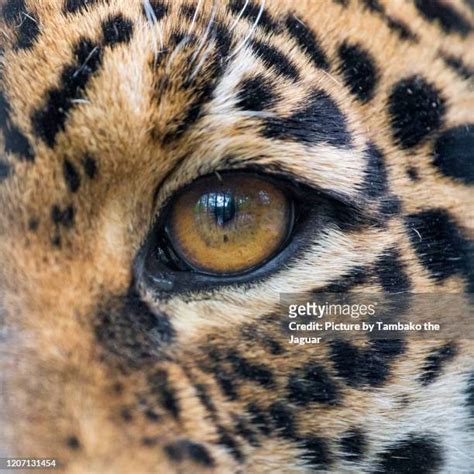 541 Jaguar Eyes Stock Photos, High-Res Pictures, and Images - Getty Images