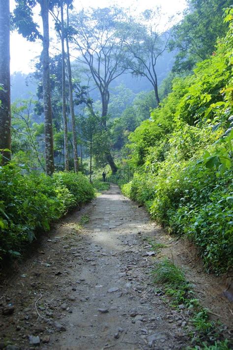 Taman Hutan Raya stock image. Image of haji, juanda, bandung - 32849935