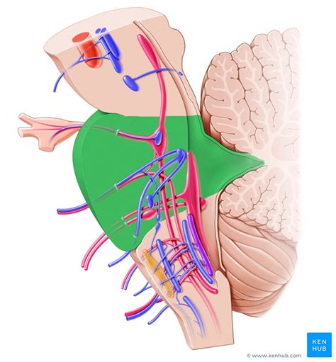 Tectum and tegmentum: Anatomy, structure and function | Kenhub