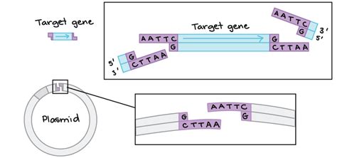 Dna Ligase In Recombinant Dna Technology - technology