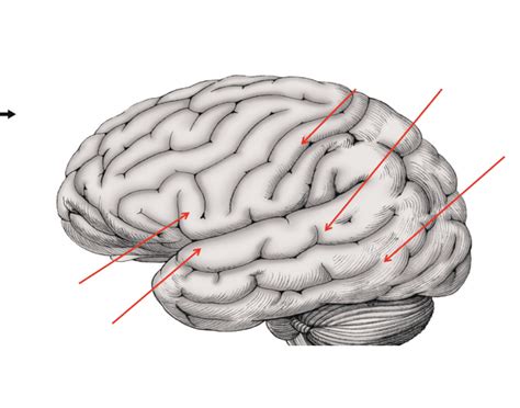 TEST BRAIN Quiz