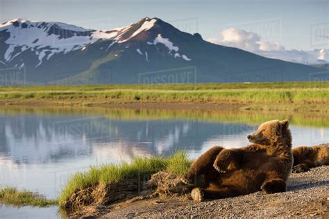 USA, Alaska, Katmai National Park, Brown Bears (Ursus arctos) resting along river along near ...