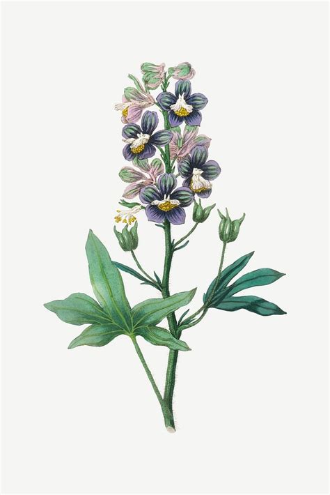 Vector botanical delphinium staphisagria plant | Premium Vector ...