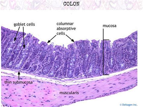 A Histology Tour of the GI Tract- The Colon, Rectum and Anus