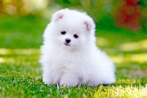 Planning To Get A Dog? Here's A List Of Cute Dog Breeds | Pragativadi ...