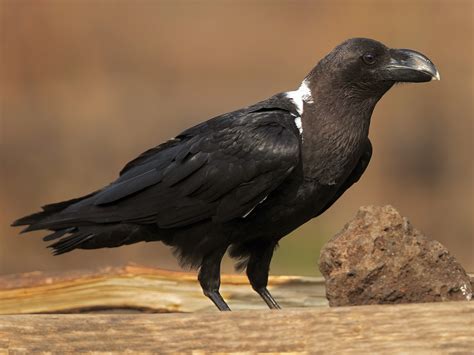 White-necked Raven - eBird