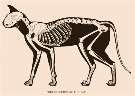 Vintage cat skeleton drawing from 1898. It includes the complete skeleton of the cat along with ...