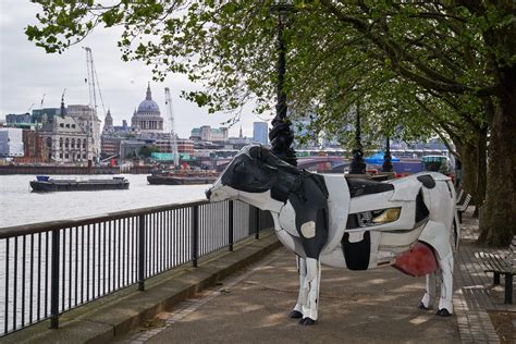 Why cow sculptures have popped up across the UK - Talker