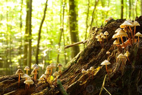 Forest fungi 1318261 Stock Photo at Vecteezy