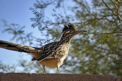 New Mexico Enchantment: New Mexico State Bird