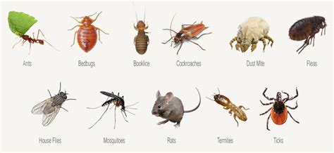 Control Of Household Pest | Pest Control