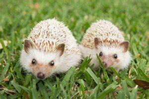 Hedgehog Breeding And Reproduction: How To Breed Them