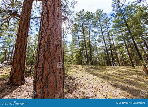 Pine Tree Forest in Grand Canyon Arizona Stock Image - Image of canyon, arizona: 35469287