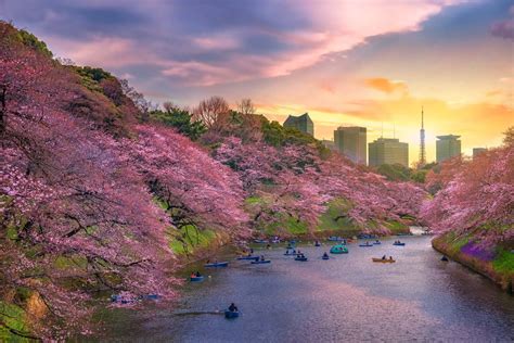 Tokyo Cherry Blossoms: The 10 Best Viewing Spots of 2021 - Tokyo Night Owl