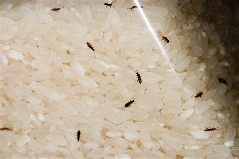 Rice Bug Farm | protozoic