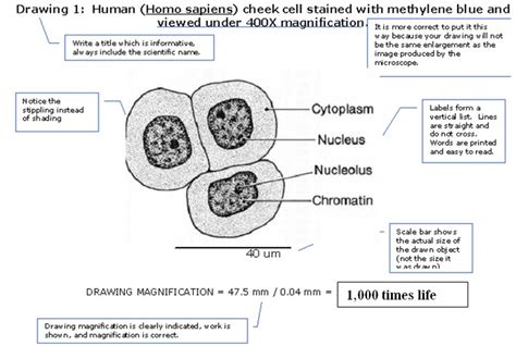 Cell Diagram To Label - Pensandpieces