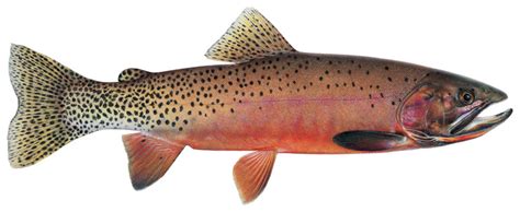 Westslope Cutthroat Trout – Western Native Trout