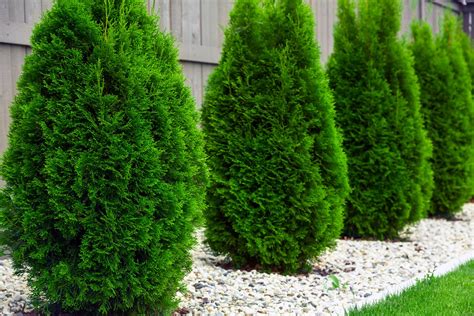 Arborvitae Shrubs And Trees – Common Varieties Of Arborvitae To Grow