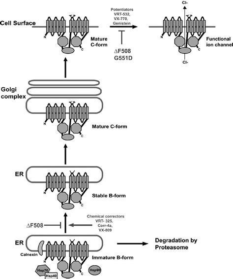 Biogenesis of the CFTR protein. The CFTR protein is translated and ...