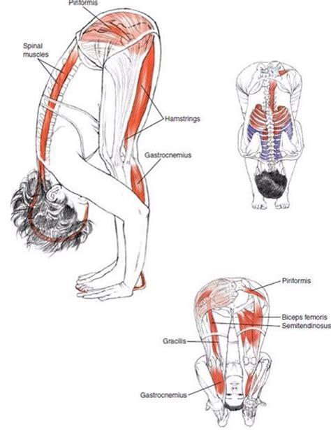 Hamstring Stretching • Stephane Andre