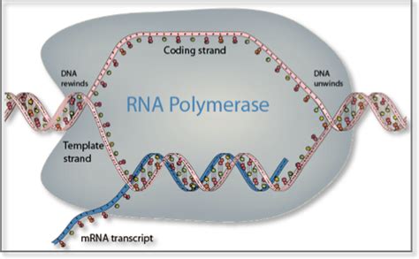 DNA and RNA | Computational Medicine Center at Thomas Jefferson University