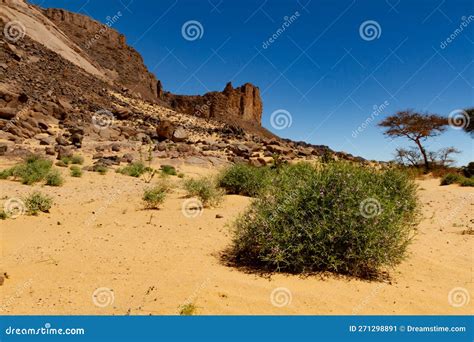 Plants in the Sahara Desert. Tassili N Ajjer National Park, Algeria ...