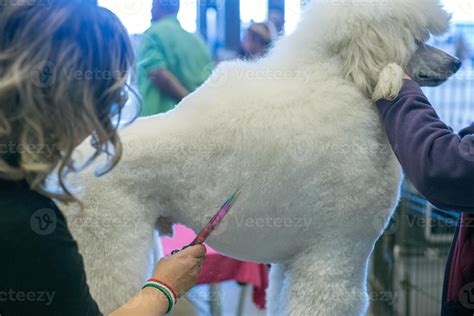 dog grooming at international dog show 20220663 Stock Photo at Vecteezy