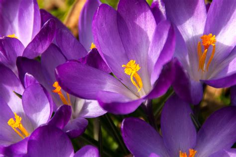 Free Images : nature, blossom, purple, petal, bloom, allergy, pollen ...