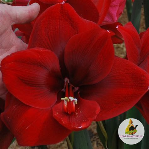 Amaryllis Magnum - ILoveAmaryllis