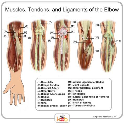 Elbow Muscles Tendons And Ligaments