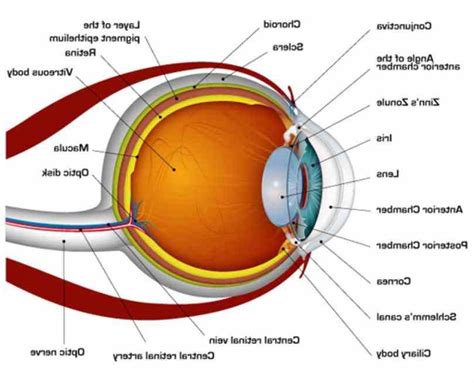 Diagram Of The Human Eye | MedicineBTG.com