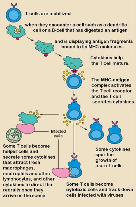 17 Immunology Diagrams ideas | immunology, medical laboratory, medical laboratory science