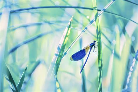 Red Dragonfly Symbolism And The Transformation Of Death