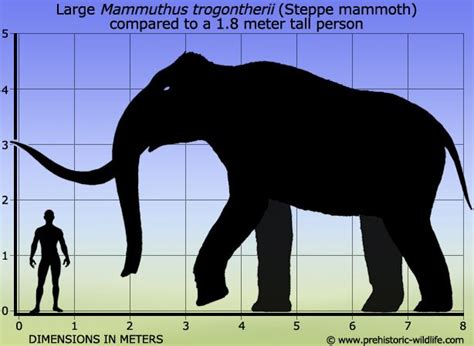 Steppe mammoth - Alchetron, The Free Social Encyclopedia