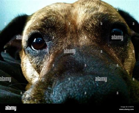 Sweet pit bull cuddling Stock Photo - Alamy