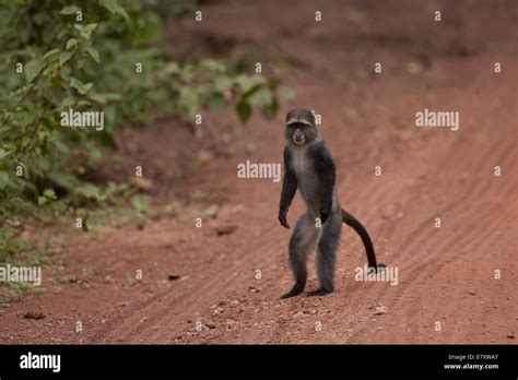 Primate walking upright hi-res stock photography and images - Alamy