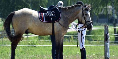 Buckskin Horses: All You Need To Know About This Gorgeous Color ...