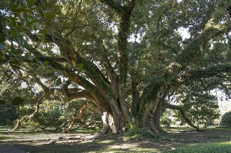 Explore Louisiana's Giant Live Oak Trees | The Heart of Louisiana