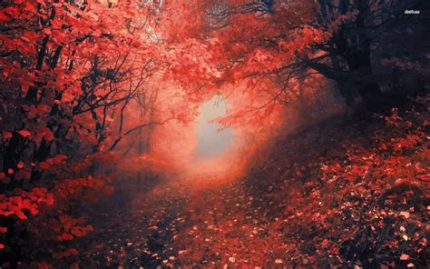 🔥 [40+] Red Forest Wallpapers | WallpaperSafari