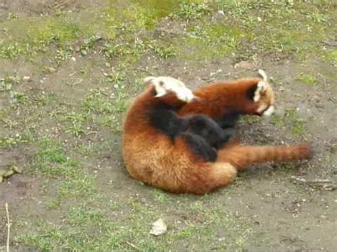 little Red Pandas mating - YouTube