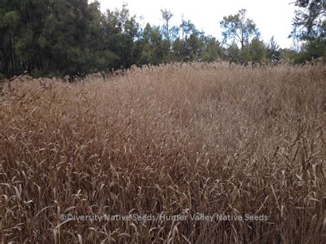 Diversity Native Seeds » Blog Archive » Phragmites australis. common reed