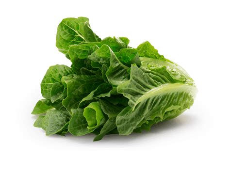 Romaine Lettuce