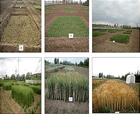 Field experiment design. | Download Scientific Diagram