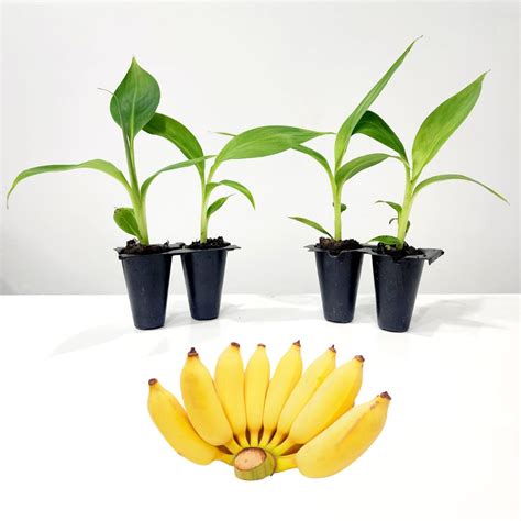 Banana Tree dwarf Cavendish Set of 4 Starter Plants - Etsy