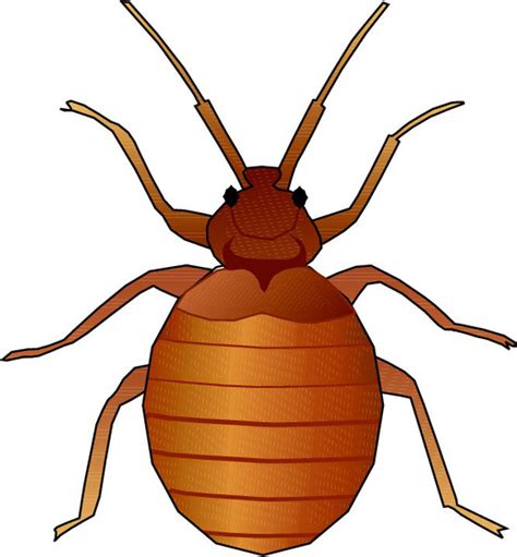 Free animated insect clipart