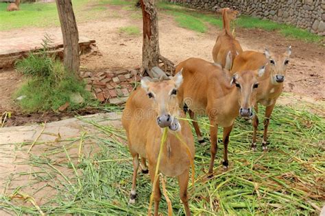 Group of Blue bull stock photo. Image of dorest, flora - 96081080