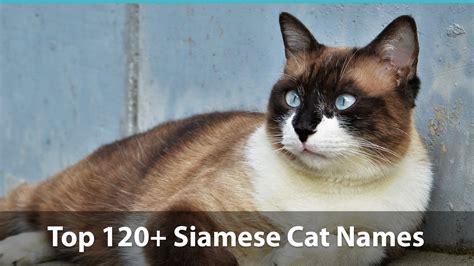 Top 120+ Siamese Cat Names