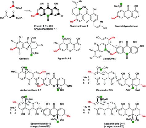 Structure revision of cryptosporioptides and determination of the genetic basis for dimeric ...